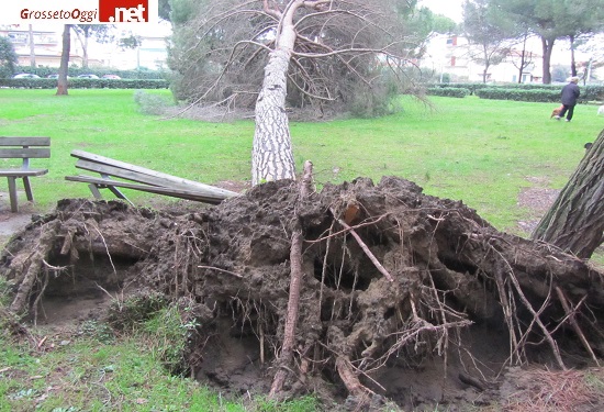 follonica-danni-pinete2feb2014-grossetooggi-(4)-96ee.JPG